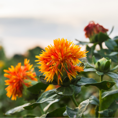 Saffloerolie helpt de huid te herstellen.